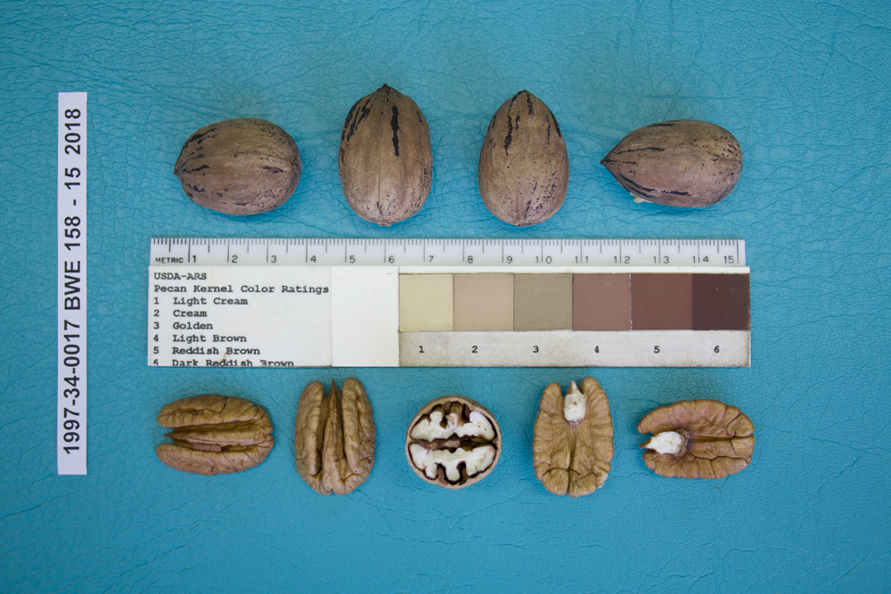 image of Seneca pecan